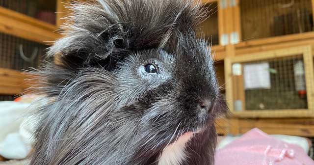 Guinea pig shop bite treatment