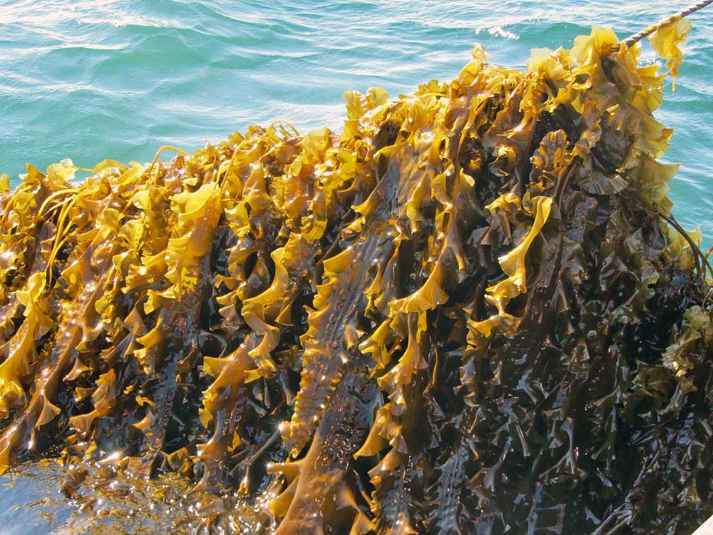 Harvesting seaweed research samples at Queen’s University Marine Lab in Portaferry, County Down. Image © Queen's University Belfast