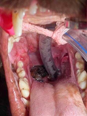 The stick lodged in cocker spaniel Brodie. Image: Vets Now.