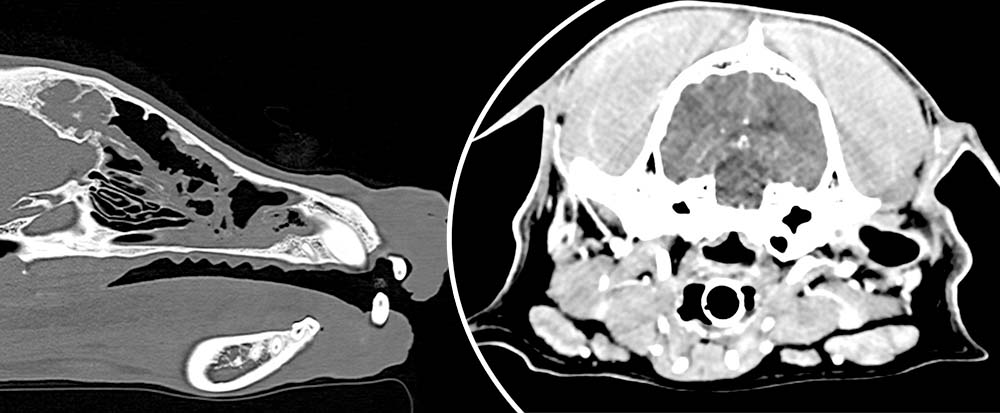 Scans showing the nosebleeds.