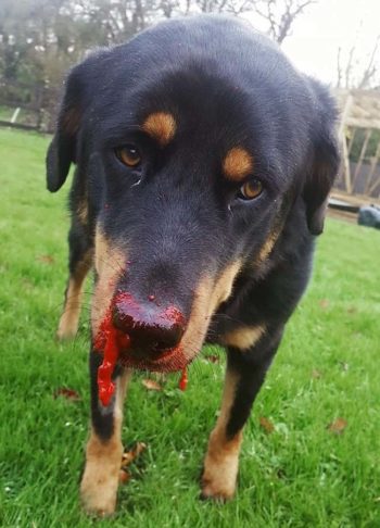 Simba’s nosebleeds were described by vet Rosie Ellis as “the worst case” she had seen.