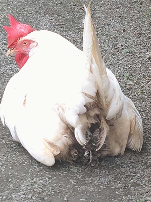 Figure 7. Photograph showing a chicken with faecal soiling of the vent region suggesting chronic diarrhoea. The face, comb and wattle show slight pallor suggests anaemia and the closing of the eye suggests lethargy. Further investigation is recommended.