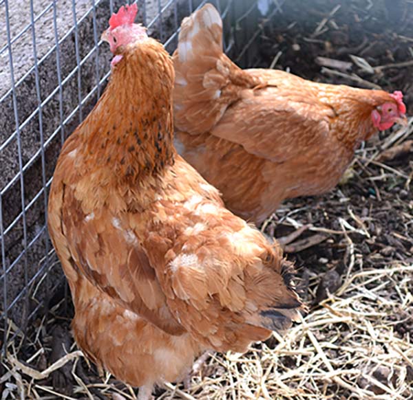 Figure 9. Photograph showing a chicken with alopecia only on the head. This is most likely due to the cockerel pulling on head feathers during mating.