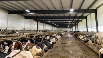 A large dairy farm in Minnesota.