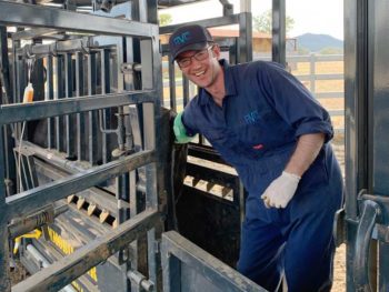 Helping on a beef fertility visit, routine pregnancy diagnosis underpins vet-farmer interactions across the globe.
