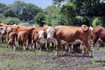 A herd with youngstock.