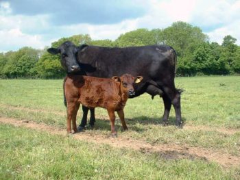 A mother will be protective to her calves.