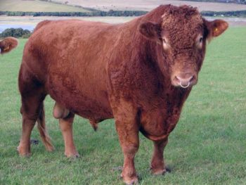 The practice where the author works encourages pre-purchase testing and annual breeding soundness testing.