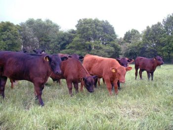 Youngstock in a field.
