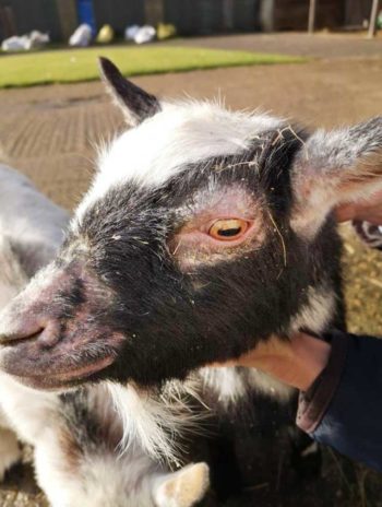 Figure 6. Lesions suggestive of pygmy goat syndrome. Image: Towcester Farm Vets