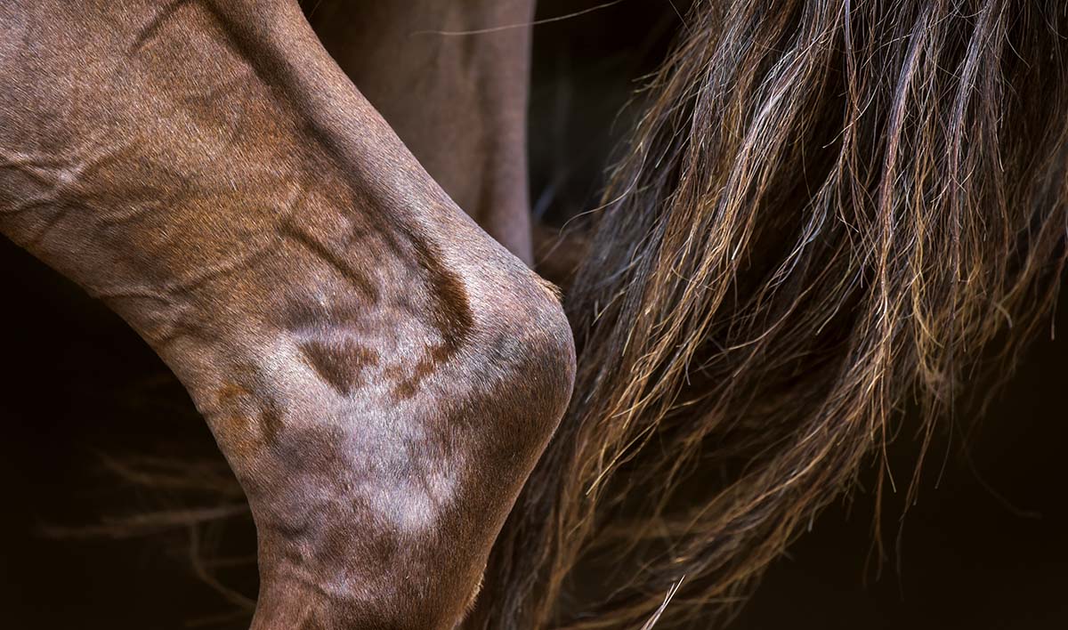 Equine hock. Image © 42beats / Adobe Stock