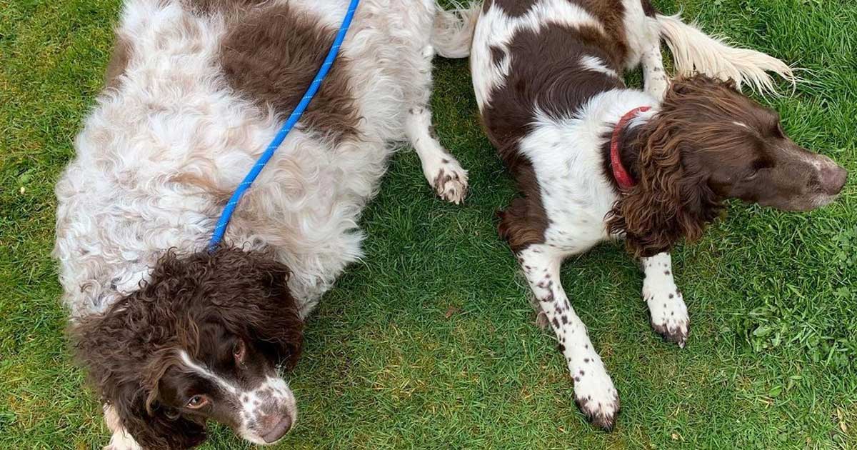 Cheshire vet saves 10st spaniel dubbed UK s fattest dog Vet Times