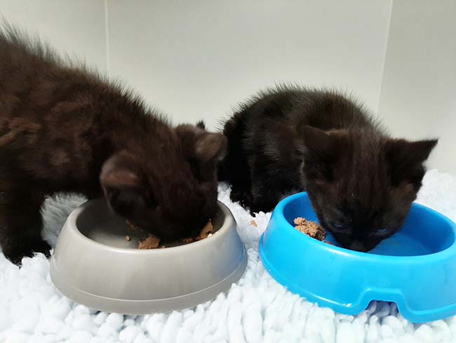 Kittens enjoying some wet food.