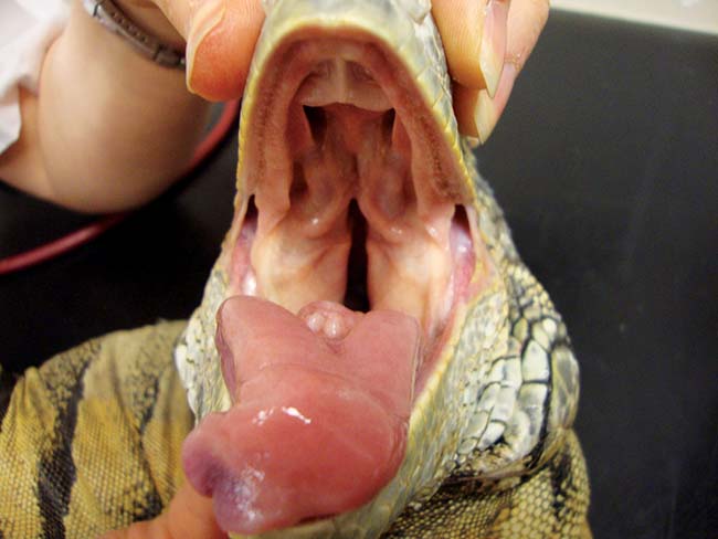 Figure 10. Green iguana with healthy oral tissues.