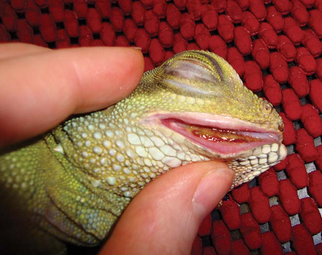 Figure 11. Periodontal disease in a Chinese water dragon. Note the inflammation and gingival separation from mandibular bone.