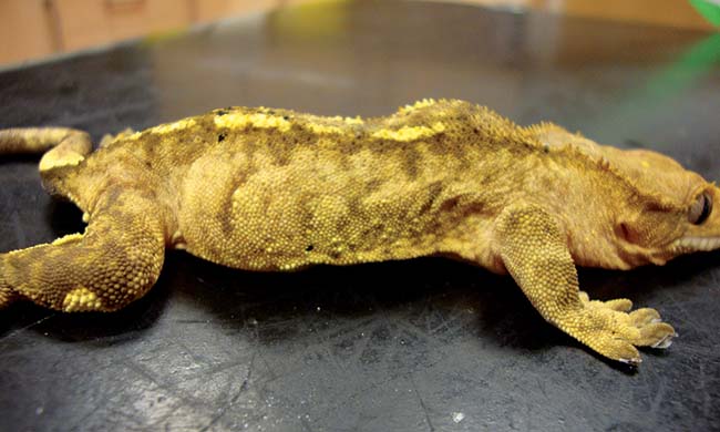 Figure 12. Crested gecko with spinal deformity due to metabolic bone disease.