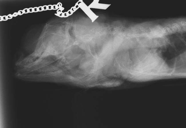 Figure 13. Bearded dragon with cranial bone folding fractures secondary to advanced metabolic bone disease.