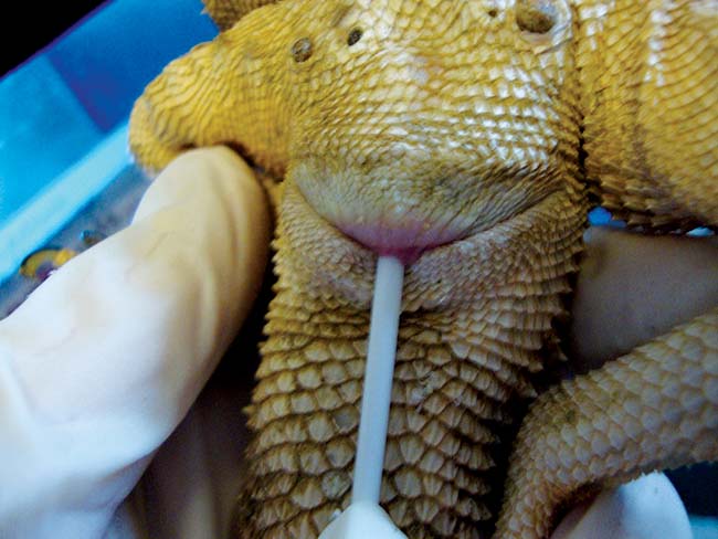 Figure 14. Obtaining a cloacal swab from a bearded dragon for adenoviral PCR testing.