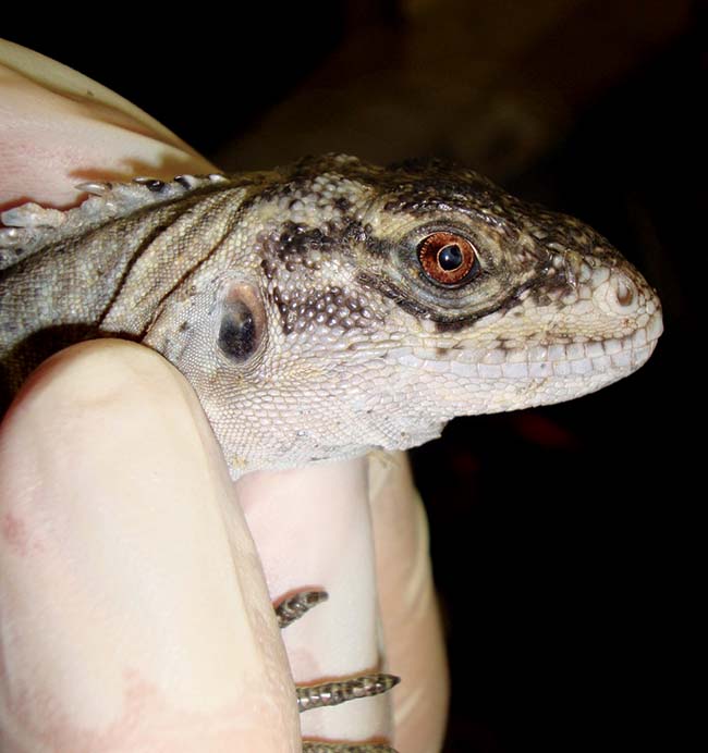 Figure 3. Cataract presence in a Utila iguana with no noted visibility deficits.