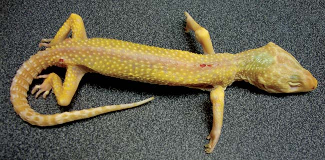 Figure 7. Leopard gecko with clinical cryptosporidiosis.