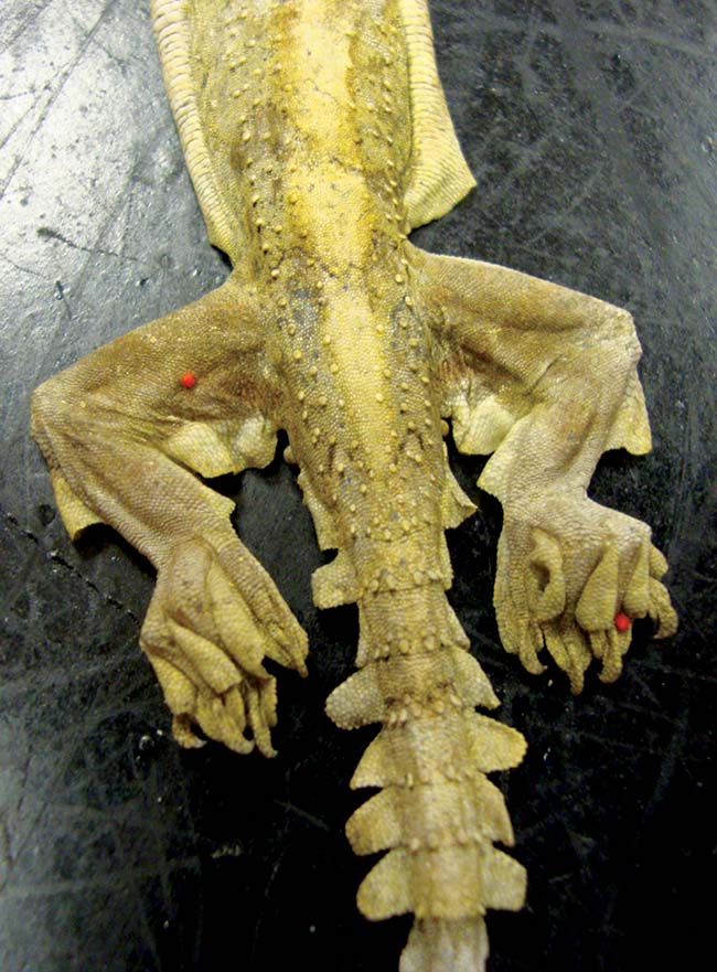 Figure 8. Wild-caught flying gecko with an unidentified mite infestation.