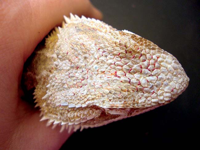 Figure 9. Bearded dragon with pterygosomid mite infestation.