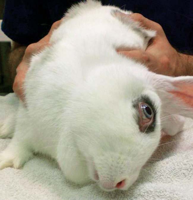 Figure 1. A domestic rabbit with severe head tilt secondary to Encephalitozoon cuniculi infection.
