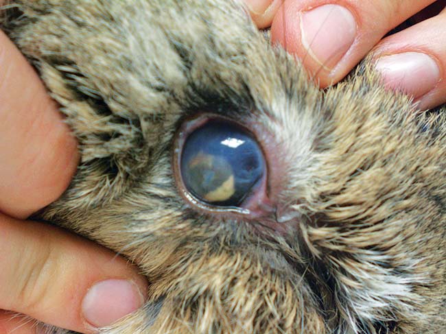 Figure 2. Ocular disease may be seen in rabbits infected with Encephalitozoon cuniculi.