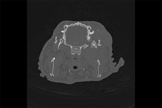 Figure 4. This CT image shows marked remodelling of the left temporomandibular joint region and left frontal bone, with marked irregular new bone formation on the intracranial surface. The rabbit was presented for head tilt, Encephalitozoon cuniculi-negative and confirmed to have an intracranial abscess on postmortem examination.