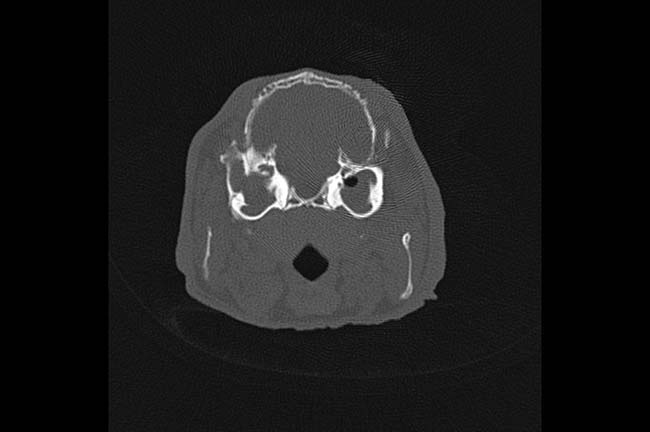 Figure 5. This CT image was taken from a rabbit presented for left-sided head tilt. The rabbit had bilateral otitis and was seronegative for Encephalitozoon cuniculi.