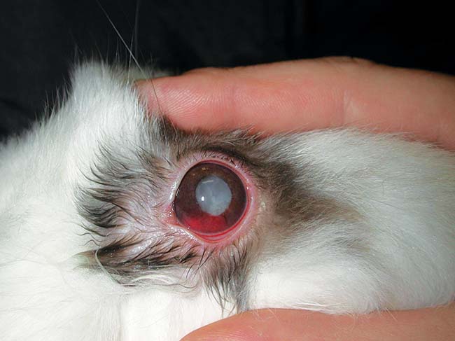 Figure 3. A high percentage of cases also show ocular lesions such as cataracts, hypopyon, phacoclastic uveitis or even blindness.