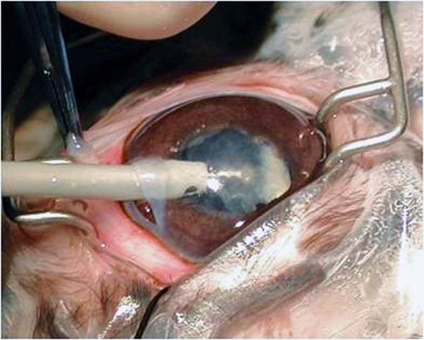Figure 4. Phacoemulsification for lens removal might be indicated in some cases showing ocular disease due to Encephalitozoon cuniculi infection.