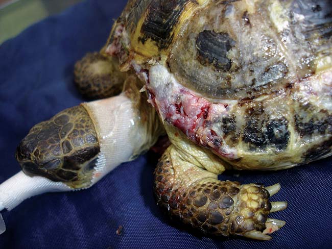 Figure 3. Most shell injuries consist of gnawing and lead to damage to the keratin scutes and the dermal bone, which can be superficial.