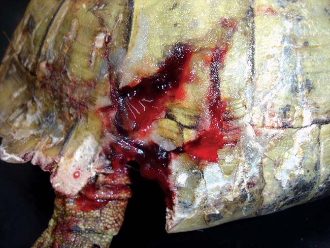 Figure 4. Fractures are usually compression fractures and these will require either removal (if devitalised) or lifting back into place, and surgical repair under anaesthesia.