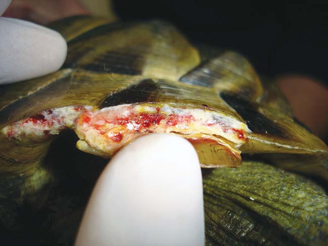 Figure 6. An acute clean wound can be packed with a hydrogel to prevent ingress of the repair material into the wound – which would significantly impair healing – held together and then the repair material spread over the surface.