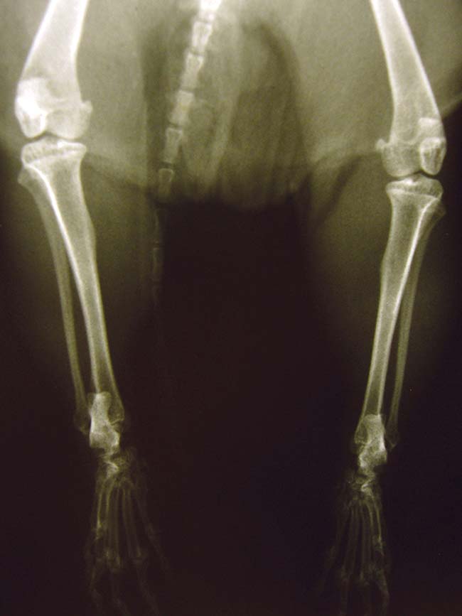 Figure 7. Normal appearance to stifles in a geriatric prairie dog – osteoarthritic change appears less common in this species compared to a Richardson’s ground squirrel.