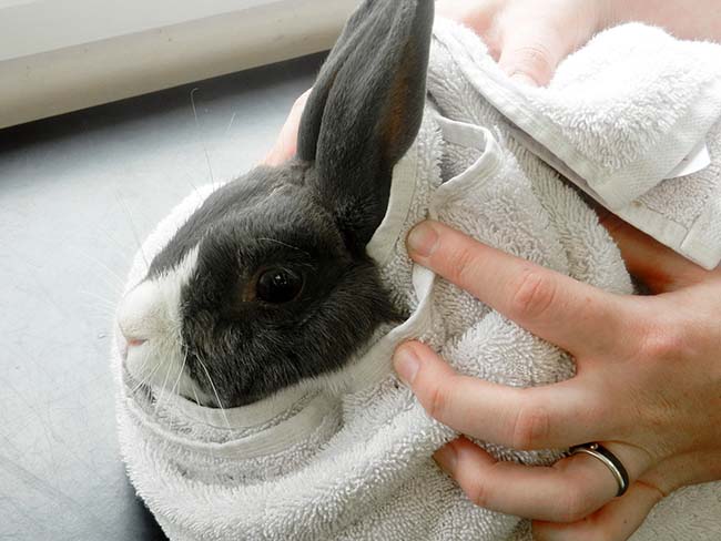 Figure 2. A rabbit in a towel wrap to facilitate examination of the head.
