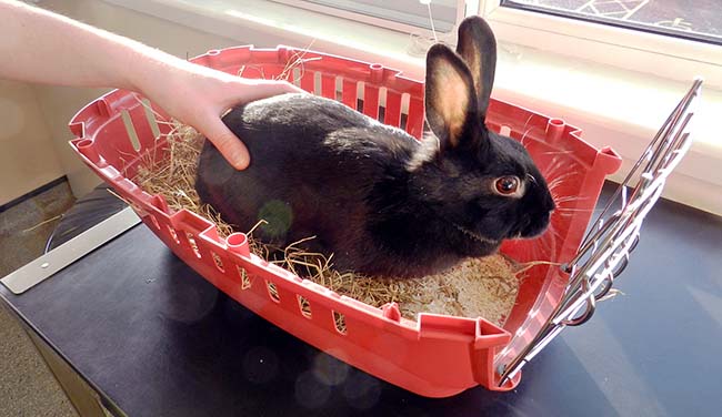 Figure 3. A rabbit sat in the bottom section of a carry box.