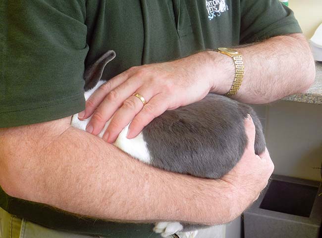 Figure 4b. When carrying, the rabbit’s weight should be supported continuously. Covering the eyes helps increase security.