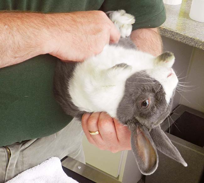 Figure 5. Always seek owner permission before examining a rabbit in this position. Studies are needed to assess the relative stresses on the rabbit when examined in dorsal recumbency. If used, it should be as short as possible and where it is felt other methods of restraint would be more stressful.