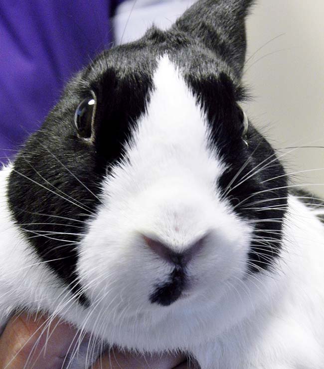 Figure 6a. A left-sided facial palsy indicating chronic otitis media on the left with secondary facial nerve damage. This rabbit was presented due to a “bulging” right eye – the right side is normal.