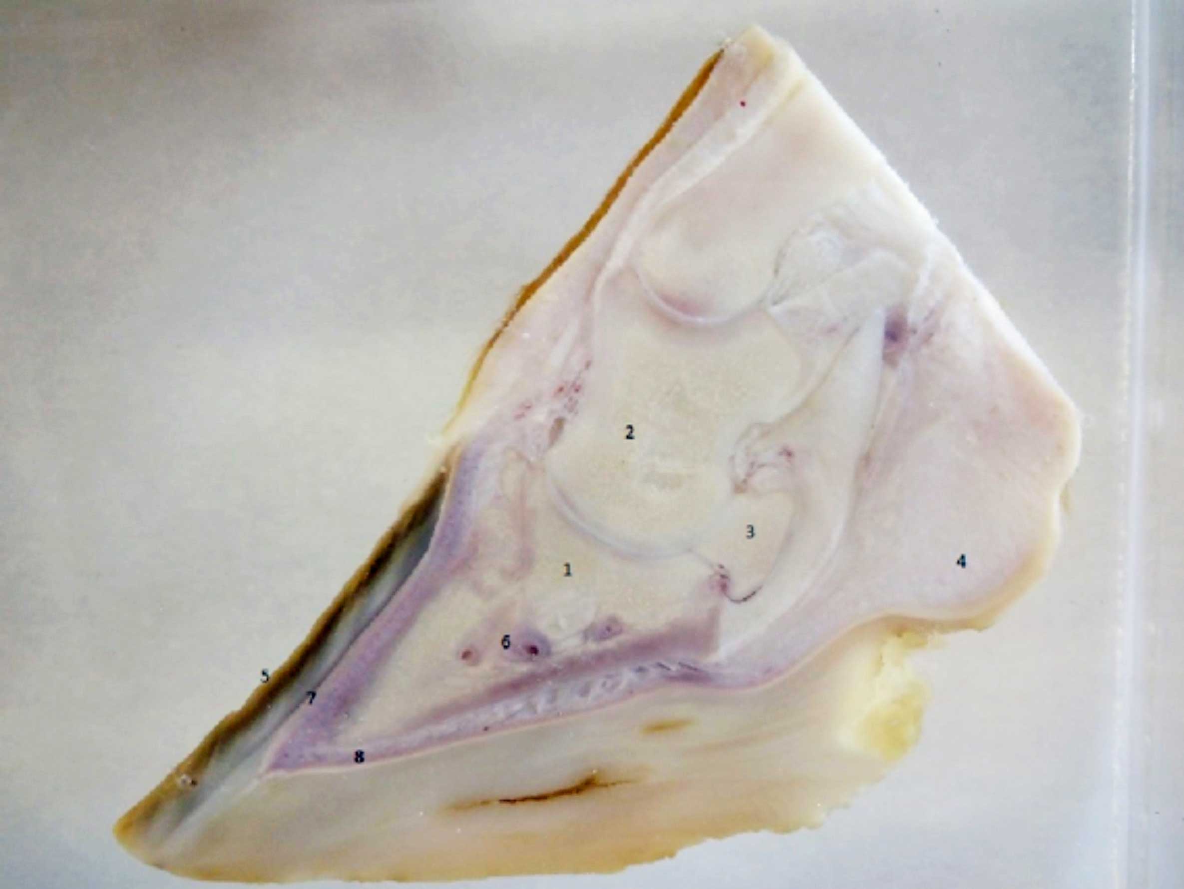 Figure 1b. Preserved specimen of pony foot: 1 = third phalanx; 2 = second phalanx; 3 = navicular bone (distal sesamoid); 4 = digital cushion; 5 = keratinized hoof wall; 6 = parietal foramen; 7 = laminae; 8 = solar corium.