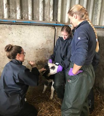 Calf management procedures – disbudding.