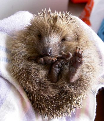 Image: British Hedgehog Preservation Society