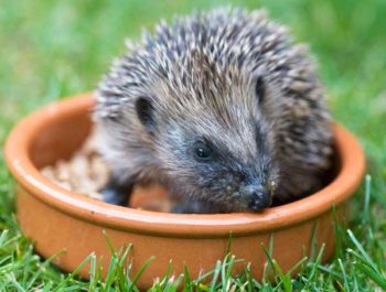 Image: British Hedgehog Preservation Society
