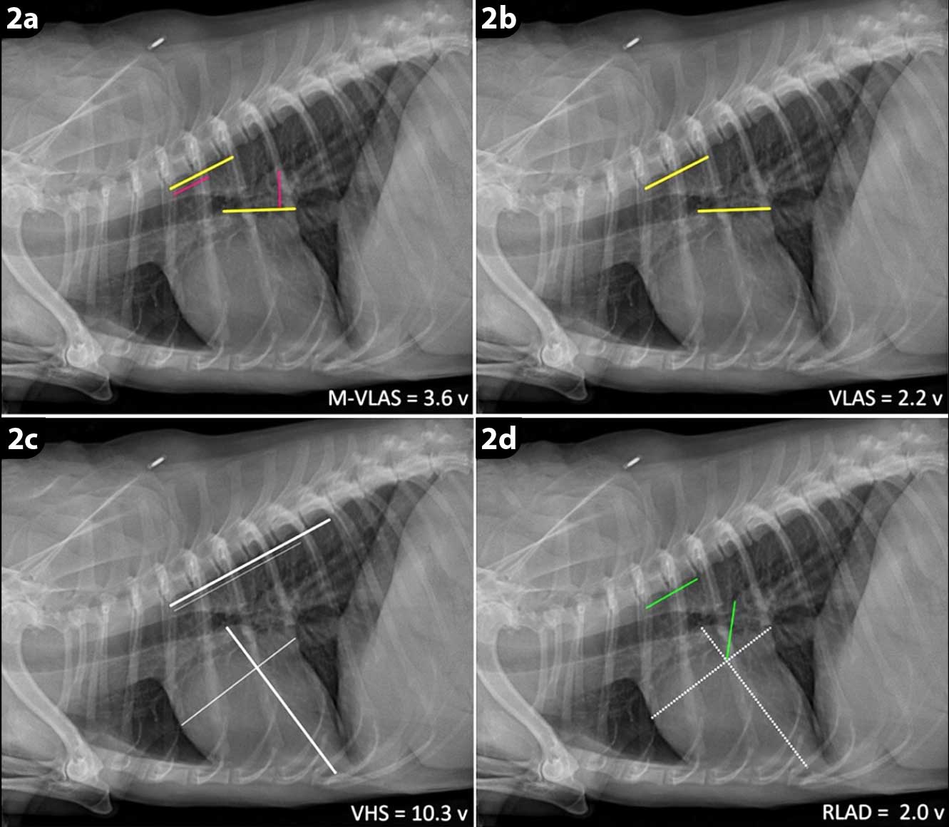 Figure 2. Radiographic quantification of left atrial size in dogs with myxomatous mitral valve disease16. Image: Lam et al16