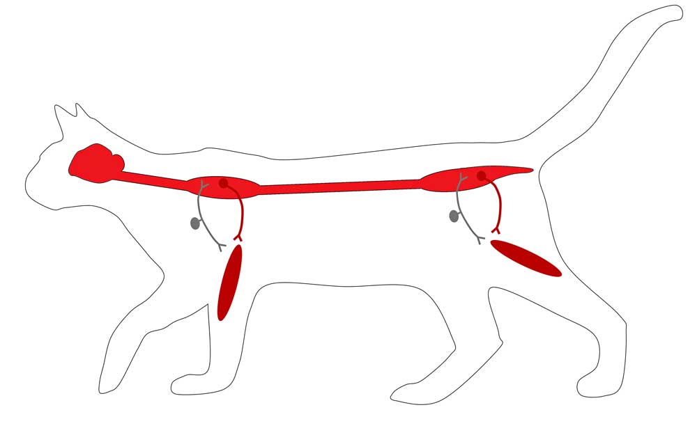 Figure 1. The descending motor pathways (highlighted in red) that can result in paresis or paralysis if they become dysfunctional.