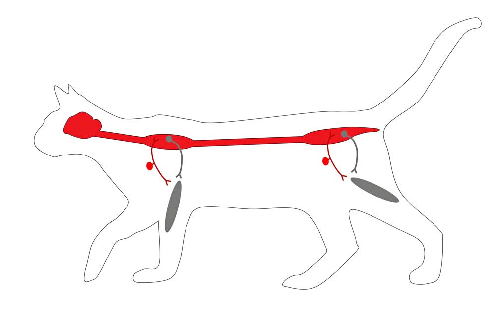 Figure 2. The ascending sensory pathways (highlighted in red) that result in ataxia if they become dysfunctional.