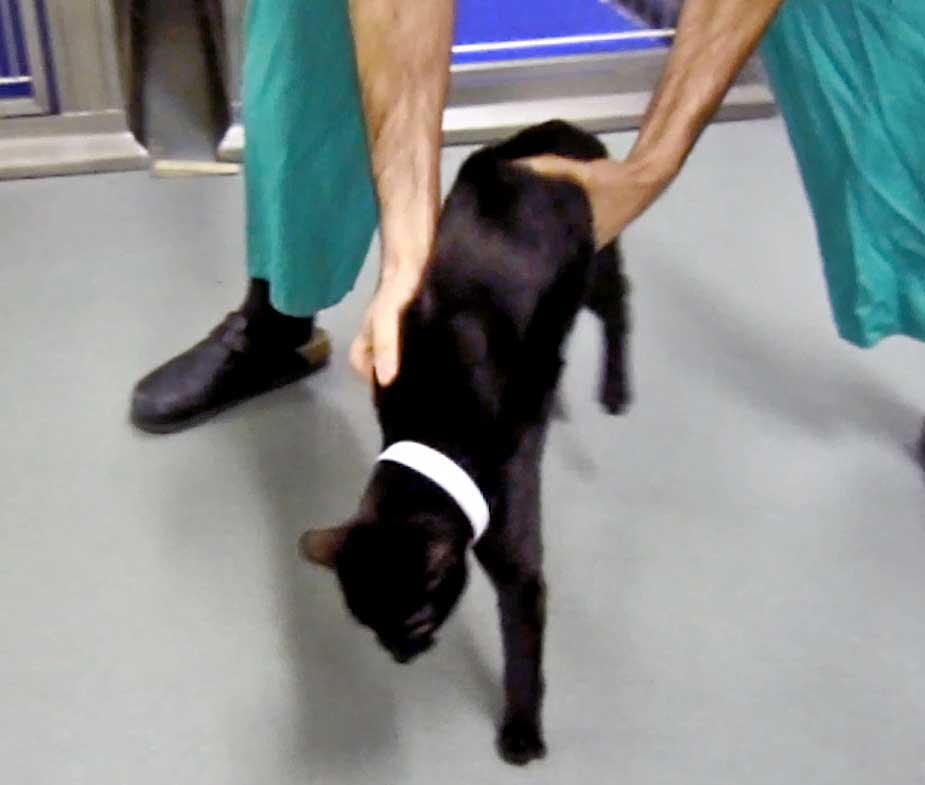 Figure 3. This test is the preferred postural reaction test in cats. The hopping reaction is tested by holding the cat so the majority of its weight is placed on one limb while the animal is moved laterally. Normal cats hop on the tested limb to accommodate a new body position as their centre of gravity is displaced laterally. An equal response should be seen on both sides. Subtle weakness of one limb may be detected. Animals with severe orthopaedic disease will have difficulty performing this test unless their weight is supported adequately.