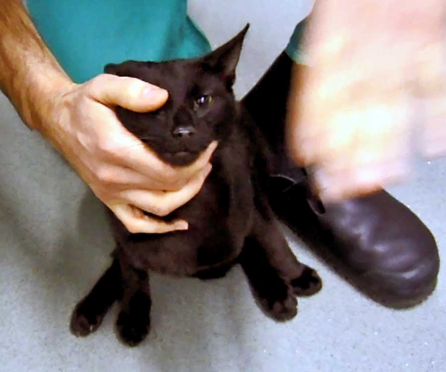 Figure 5. The menace response is a cortically mediated blink produced by a threatening or unexpected image suddenly appearing in the near visual field. It is present from about 10 to 12 weeks of age in cats. This response requires normal vision, intact facial nerve function, as well as an intact cerebellum. A lesion anywhere along this pathway would cause a deficit.